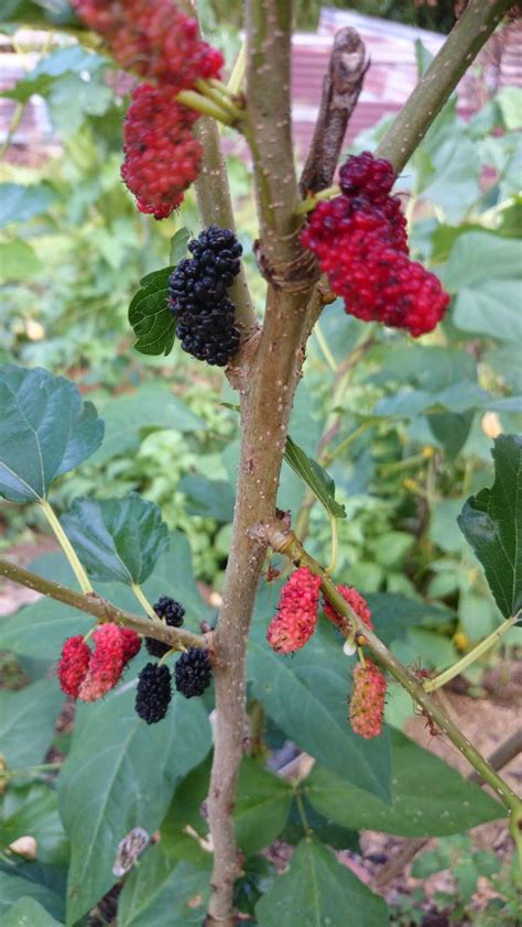 Cara menanam anggur dalam pot. CARA MENANAM POKOK MULBERRI HITAM - Rangkuman Cara ...
