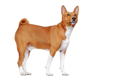 Your Guide To Basenjis