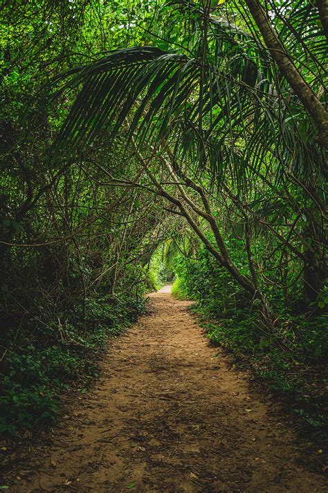 Jungle Path Trees Bushes Nature Hd Phone Wallpaper Peakpx