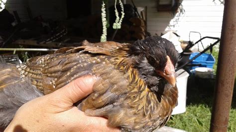 sexing 8 week old ameraucanas backyard chickens learn how to raise chickens