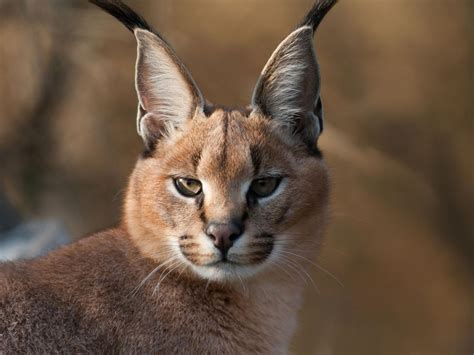 Africa is actually home to ten unique cat species. Caracal HD Wallpaper | Background Image | 2048x1536 | ID ...