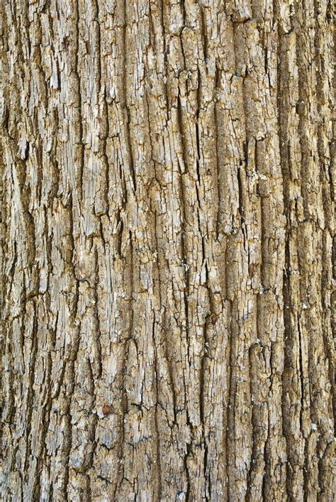Texture Of Tree Bark — Stock Photo © Heinschlebusch 2283578