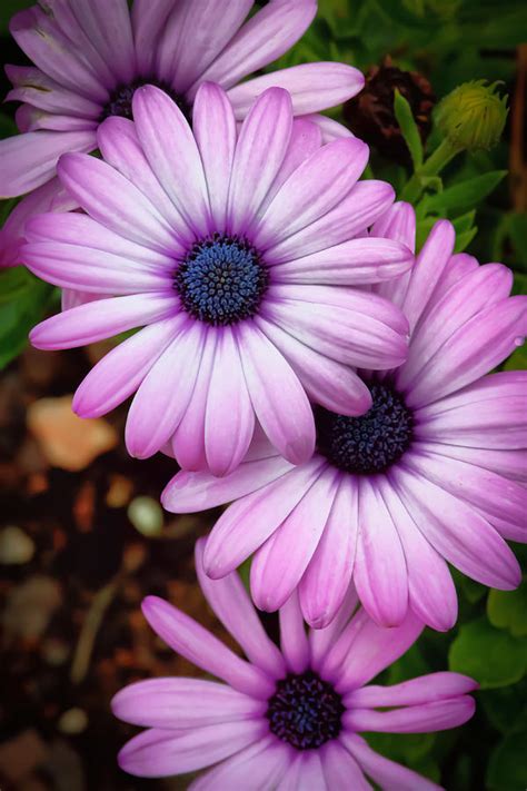 Which is the best tattoo design for flowers? African Daisies Photograph by Lynne Jenkins