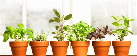 How To Make A Custom Indoor Herb Garden The Plant Project