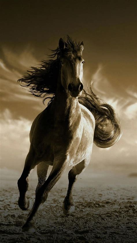 Running Horse Hd Wallpaper For Mobile 1060x1884 Download Hd
