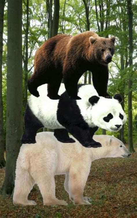 The Bear Stack In Real Life We Bare Bears Amino
