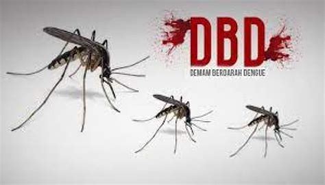 11 Cara Pencegahan Demam Berdarah Dengue Dbd Di Rumah Website Resmi