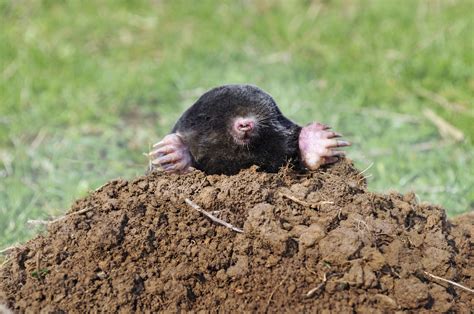 What Animal Is Digging Holes In My Yard At Night Pests That Dig Up