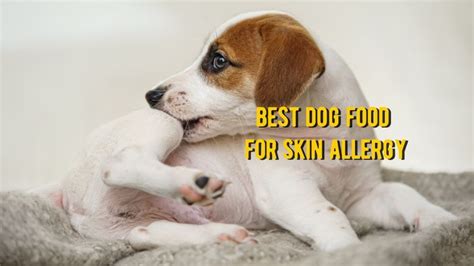 The Best Dog Food For Skin Allergies 15 Foods For Dog Skin Allergy