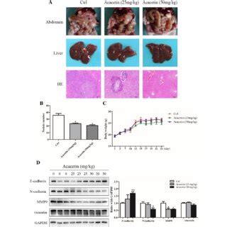 Mechanism Of Acacetin In Peritoneal Metastasis Of GC In Nude Mice A