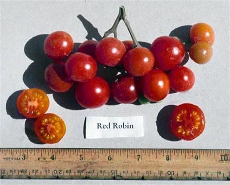 Harley Seeds 30 Dwarf Red Robin Tomato Seeds Heirloom Non Gmo Sweet