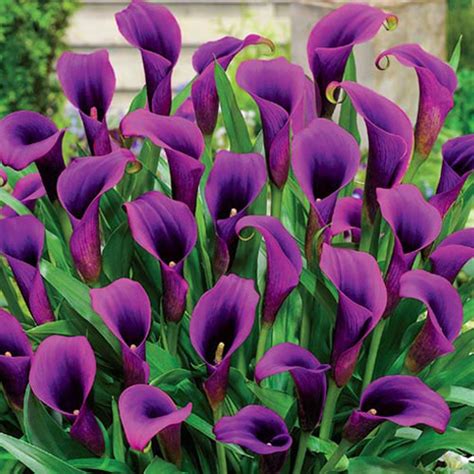 Brecks Purple Sensation Calla Lily Bulb 1 Pack 66885 The Home Depot