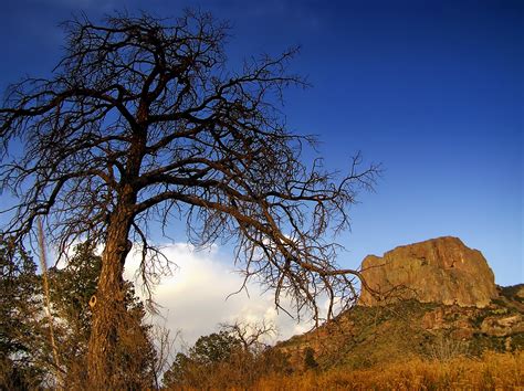 Free Images Landscape Tree Nature Grass Rock Wilderness Branch