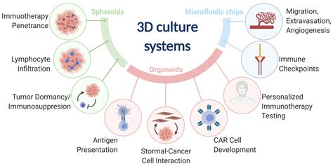 Cancers Free Full Text 3d Culture Systems For Exploring Cancer