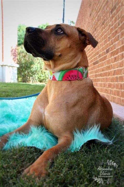 The Adorable Rhodesian Ridgeback Black Mouth Cur