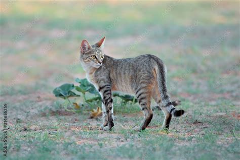 African Wild Cat Felis Silvestris Lybica In Natural Habitat Kalahari