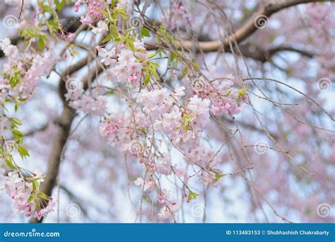 Macro Texture Of Japanese Pink Weeping Cherry Blossoms Stock Image