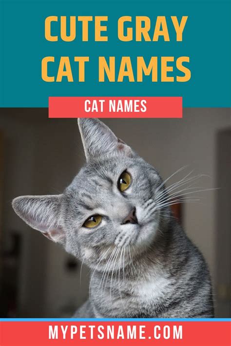 Cute Gray Cat Names | Grey cat names, Grey cats, Grey and white cat