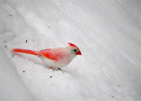 Mr Cardinal In The Snow Albino Pet Birds Beautiful Creatures