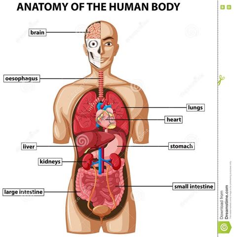 An organ is a collection of tissues that have a specific role to play in the human body. Internal Organs Pictures | Human body name, Body anatomy, Human body anatomy