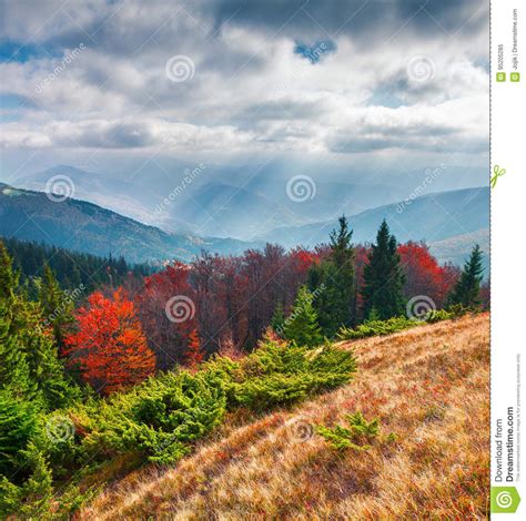 Beautiful Outdoor Scene In The Carpathian Mountains Stock Image Image