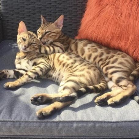 By choosing to adopt a baby kitten, adopters agree that any required vaccines/deworming and sterilization fees are their responsibility. Bengal Cat Adoption Los Angeles - Baby Pink Kitten Heels