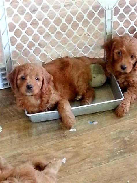 Shae And Tovis Mini Goldendoodles At 7 Weeks Doodles 2 Love