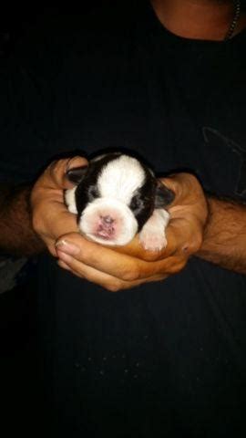 Boston terriers are our passion and health and character our main interest. Boston terrier pug mix puppies VERY CUTE 3 weeks old for Sale in Dillon, Montana Classified ...