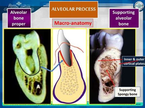 Alveolar Bone Ppt