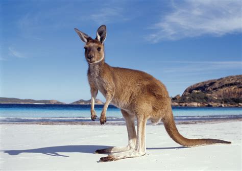 Tapeta Na Monitor Zvířata Austrálie Pláž Klokan