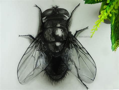 How To Draw A Hyper Realistic 3d Fly Complete Tutorial Drawanart