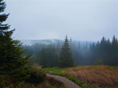 Foggy Mountain Landscape With Coniferous Forest On The Hills Reaching