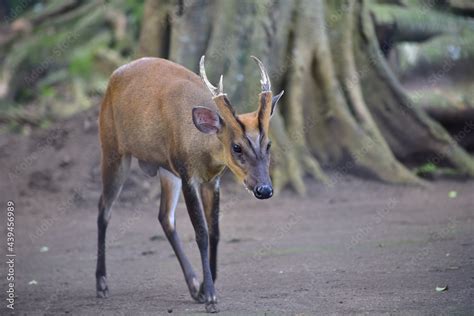 The Indian Muntjac Muntiacus Muntjak Also Called The Southern Red