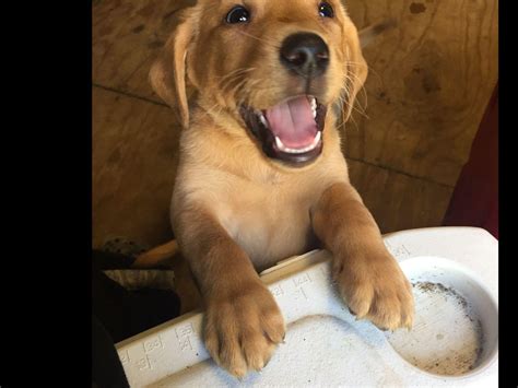 Monique Young British Labs Puppies For Sale