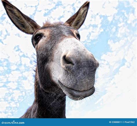 Funny Donkey Stock Image Image 23888811