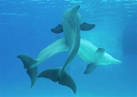 Exploring The Pleasure Of Mating In Dolphins Balisharks Com