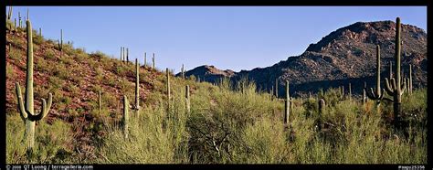 Panoramic Picturephoto Sonoran Desert Landscape With Sagaruo Cactus