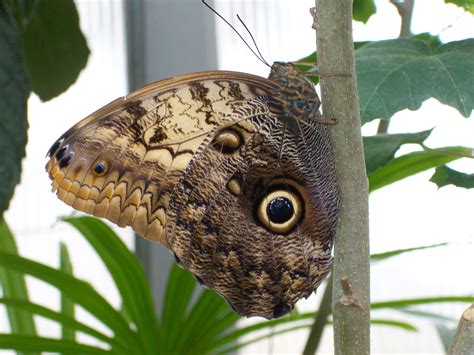 Visit The Florida Museum Of Natural Historys Butterfly Rainforest