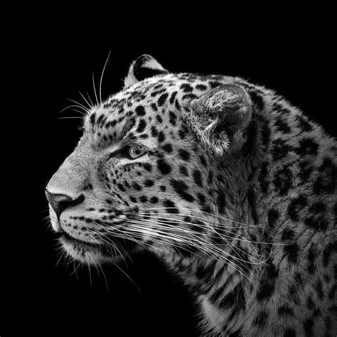 Portrait Of Leopard In Black And White Iii Photograph By Lukas Holas