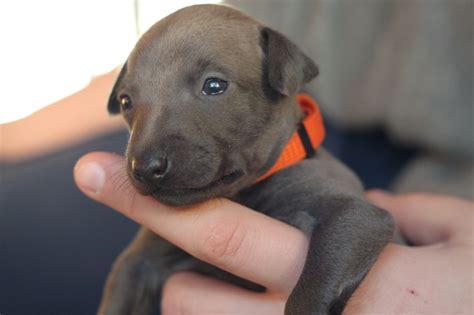 We are offering affordable puppies for families who want all the amazing traits of this bread but do not want the high cost of a registered dog. ITALIAN GREYHOUND PUPPY FOR SALE | Corby, Northamptonshire ...