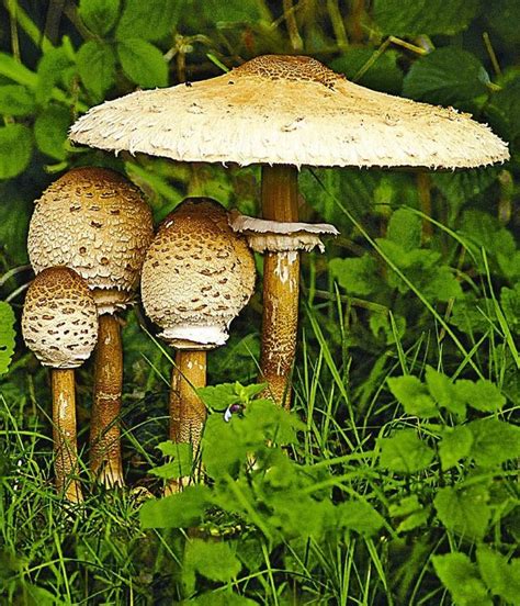 Mit dem garten xxl gutscheincodes sicherst du dir die besten schnäppchen & rabatte. Speise-Pilz 'Parasol' Gartenpilz | Pilze, Essbare pilze ...