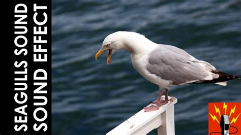 Seagulls Sound Effect Seagulls Screaming Squawk Screech Youtube