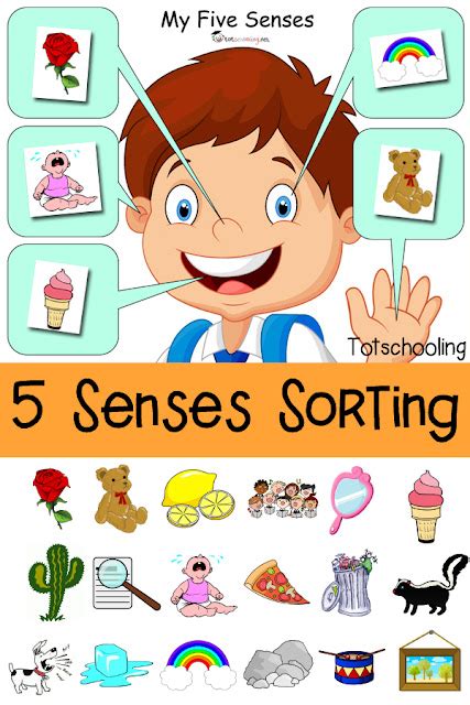 Five Senses Sorting Printable | Totschooling - Toddler, Preschool