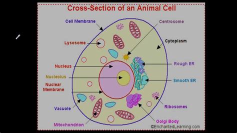 Every living organism is made up of cells; Animal Cells - Lessons - Tes Teach