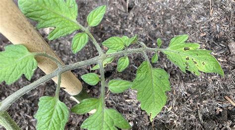Looking After Tomato Plants Pests Diseases