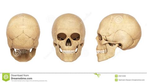 The human skull serves the vital function of protecting the brain from the outside world, as well as supplying a rigid base for muscles the fusion of these frontal bones forms a metopic suture, which may be visible in some skull specimens. Anatomy Illustration Of A Human Skull Stock Illustration - Illustration of medicine, nose: 23013493