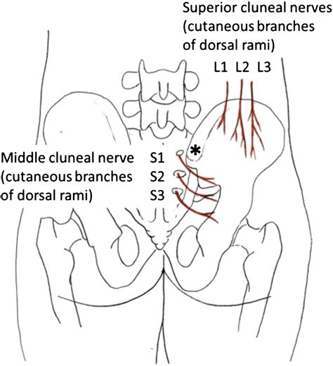 Anatomic Considerations For Posterior Iliac Crest Bone Procurement