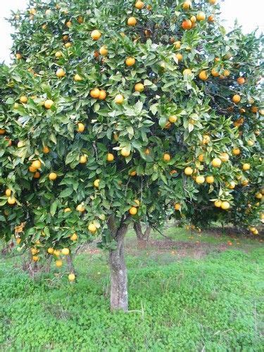 Bergamot Orange Tree Citrus Trees Trees To Plant Fruit Plants