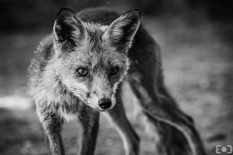 Wildlife Photography Tips And Tricks Emily Dews Photography