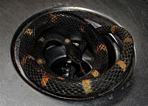 What is a drain snake used for? Snake In My Sink | He came up through the drainpipe ...